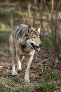 Eurasian wolf (Canis lupus lupus) standing in a forest, Bavaria, Germany