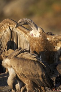 Griffon Vulture (Gyps fulvus), Madrid, Spain