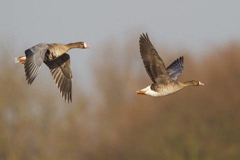 Greater White-fronted Goose (Anser albifrons) juvenile and adult flying, North Rhine-Westphalia,