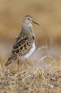 Pectoral Sandpiper (Calidris melanotos), Alaska, USA