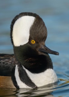 Hooded Merganser (Lophodytes cucullatus) male, Arizona, USA