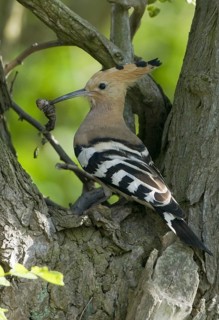 Eurasian Hoopoe (Upupa epops), Brandenburg, Germany
