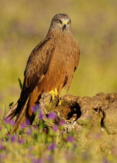 Black Kite (Milvus migrans) in a flower meadow, Castilla-La Mancha, SQnia