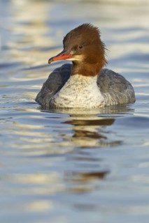Common Merganser (Mergus merganser) female, Baden-Wuerttemberg, Germany
