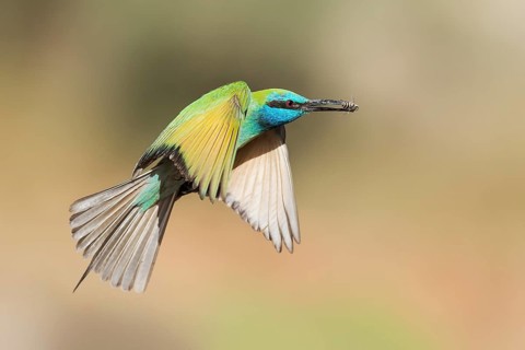 Green Bee-eater (Merops orientalis) flying with bee in its beak, Eilat, Israel