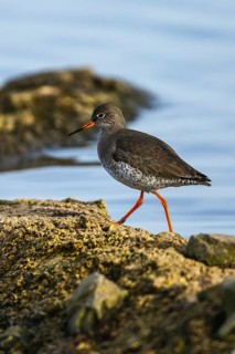 Common Redshank, Tringa totanus on winter time