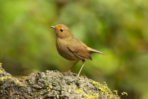 White-browed Shortwing (Brachypteryx montana) female, Yunnan, China