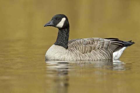 Canada Goose (Branta canadensis), British Columbia, Canada