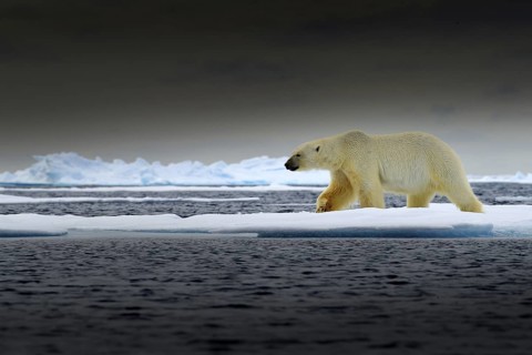 Polar bear on drift ice edge with snow and water in Norway sea. White animal in the nature habitat,