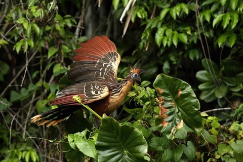 Hoatzin (Opisthocomus hoazin) perched in tree, Orinoco Delta, Venezuela