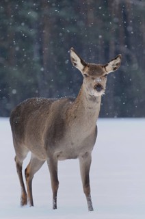 Deer in snowfall, standing in a quiet winter forest, red deer (Cervus elaphus), Bavaria