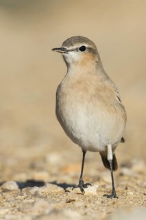 Isabelline Wheatear (Oenanthe isabellina), Negev, Israel