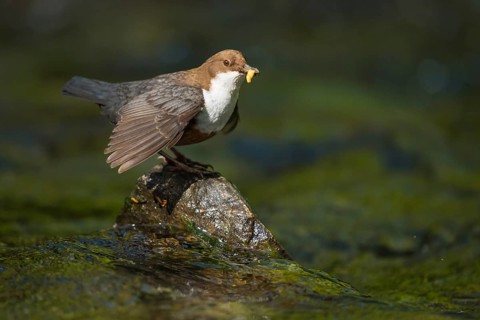 White-throated Dipper (Cinclus cinclus) with food in its beak, North Rhine-Westphalia, Germany