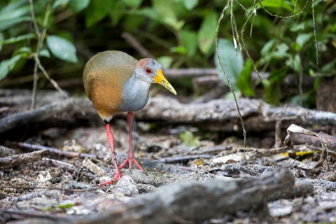 Rufous-naped Wood Rail (Aramides albiventris albiventris), Peten, Guatemala