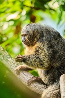White-faced saki (Pithecia pithecia), female, portrait, captive, Germany