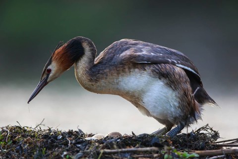 Great Crested Grebe (Podiceps cristatus) at nest, North Rhine-Westphalia, Germany