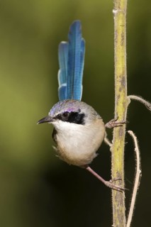 Purple-crowned Fairywren (Malurus coronatus) male, Western Australia, Australia