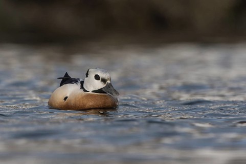 Steller's Eider (Polysticta stelleri) male, Varanger, Norway
