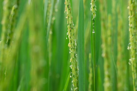 Close-up of vibrant green rice stalks with delicate grains and blooms.