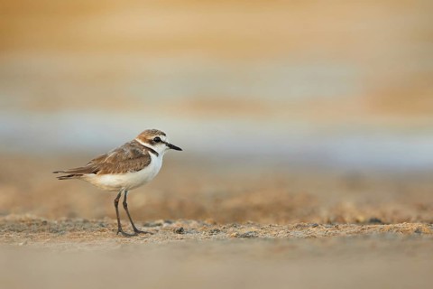 Kentish Plover (Charadrius alexandrinus), Spain