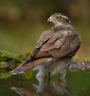 Northern Goshawk (Accipiter gentilis) male, Utrecht, Netherlands