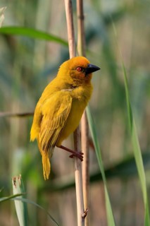 Eastern golden weaver (Ploceus subaureus), adult, male, auto-waiting, alert, Saint Lucia Estuary,