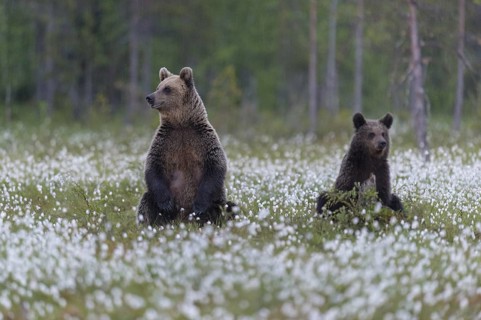 Eurasian Brown Bear (Ursus arctos) mother with cub sitting in cottongrass, Finland