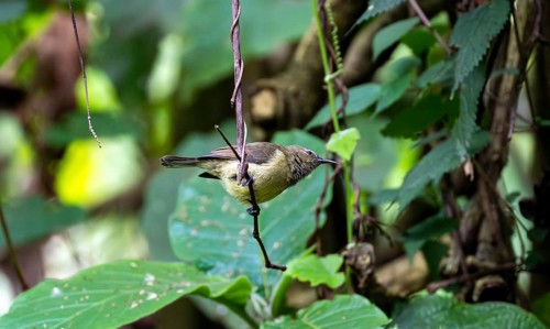 Olive-bellied Sunbird (Cinnyris chloropygius), female sitting on a branch, Mgahinga Gorilla