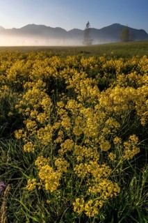 Rape, overgrown, morning light, fog, mountains, sunny, spring, Loisach-Lake Kochel-Moor, Alpine
