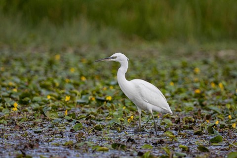 Little Egret (Egretta garzetta) Hungary