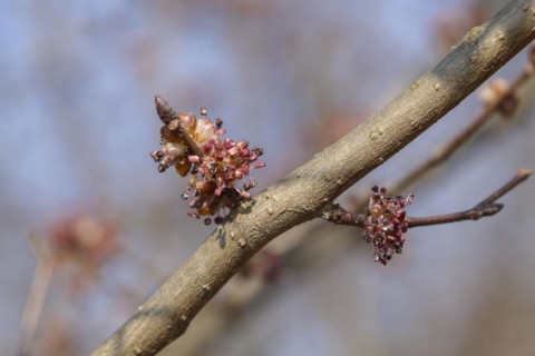Elm (Ulmus minor 'Sarniensis'), Saxon State Office for Environment, Agriculture and Geology,