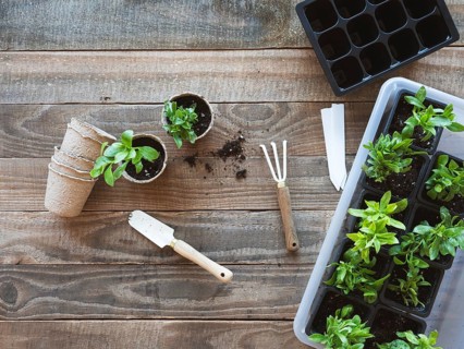 Young plants growing in pots with gardening tools on a textured wood surface