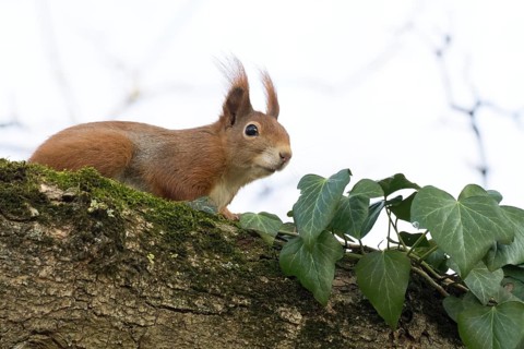 A squirrel (Sciurus vulgaris) sitting on a mossy branch overgrown with ivy, Hesse, Germany