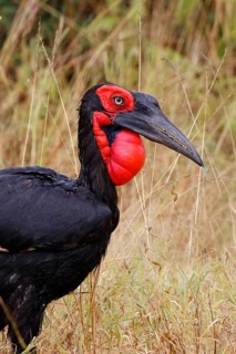 Southern Ground Hornbill, Bucorvus leadbeateri, Botswana, Chobe NP