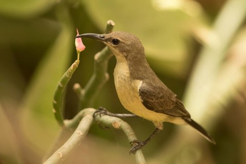 Beautiful Sunbird (Cinnyris pulchellus) female, Gambia