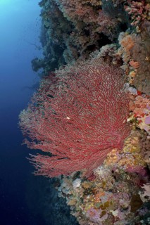 Red knot coral (Acabaria biserialis)