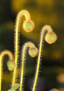 Iceland poppy (Papaver nudicaule), buds, in the evening light, North Rhine-Westphalia, Germany
