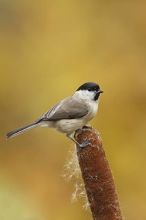 Marsh Tit (Poecile palustris), Germany
