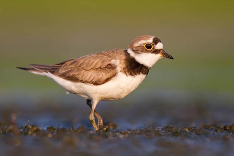 Little Ringed Plover (Charadrius dubius) foraging in the mud, Poland