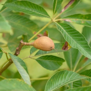 (Aesculus × mutabilis' Induta '), Arboretum Dönig Altdorf, Germany