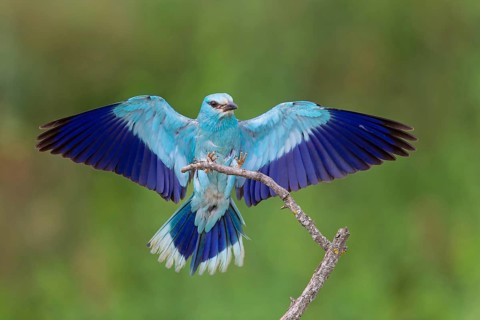 Roller, almond crow, (Coracias garrulus), animals, birds, raptors, raptor family, perch, biotope,