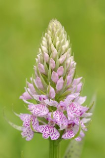 Moorland spotted orchid (Dactylorhiza maculata), North Rhine-Westphalia, Germany