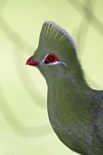 Knysna Turaco (Tauraco corythaix), Western Cape, South Africa