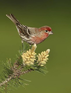 House Finch (Haemorhous mexicanus)