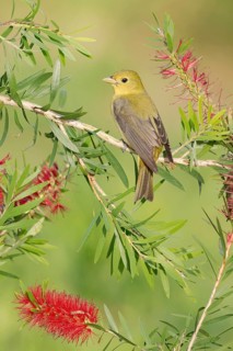 Scarlet Tanager (Piranga olivacea) female perched on a branch, Texas, USA