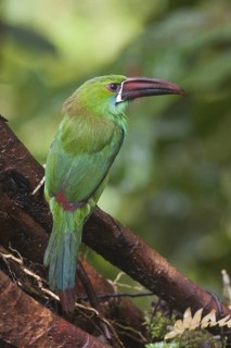 Crimson-rumped Toucanet (Aulacorhynchus haematopygus), Pichincha, Ecuador