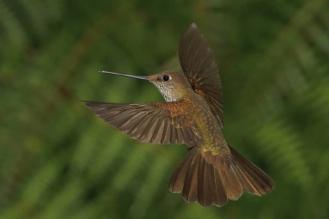 Bronzy Inca (Coeligena coeligena), Abra Patricia Protected Area, Peru