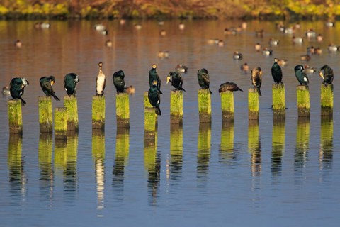 Great Cormorant (Phalacrocorax carbo), Netherlands