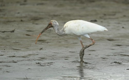 Juveniler Schneesichler (Eudocimus albus) bei der Nahrungssuche am Sierpe River