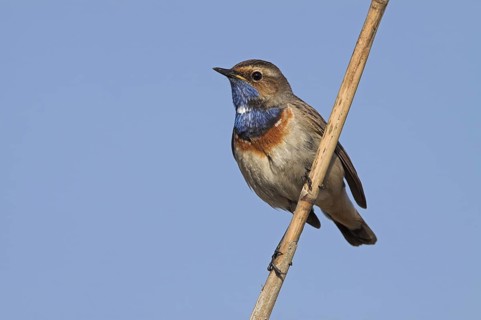 Bluethroat (Luscinia svecica cyanecula), Rhineland-Palatinate, Germany
